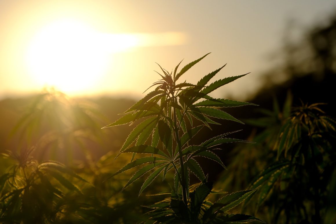Cannabis Plant