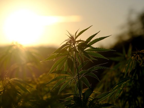 Cannabis Plant